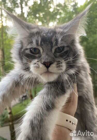 Котята мейн-кун