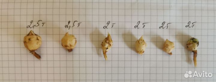 Алоказия Фрайдек