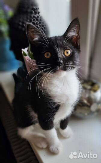 Черный котенок в добрые руки