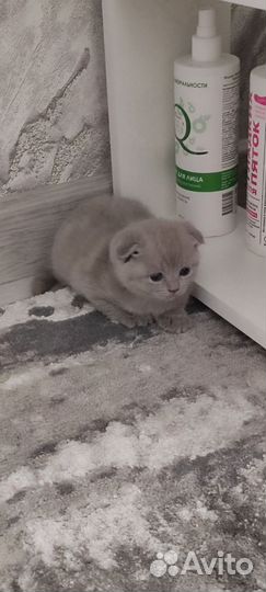 Шотландская