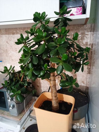 Комнатное дерево