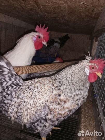 Северокавказские индюшки