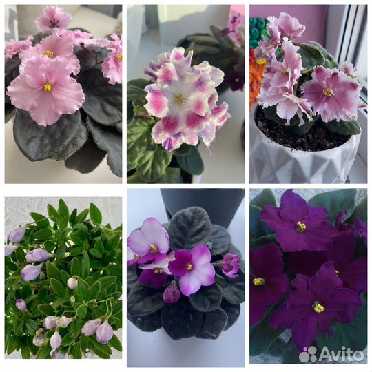 Укоренённые черенки фиалок