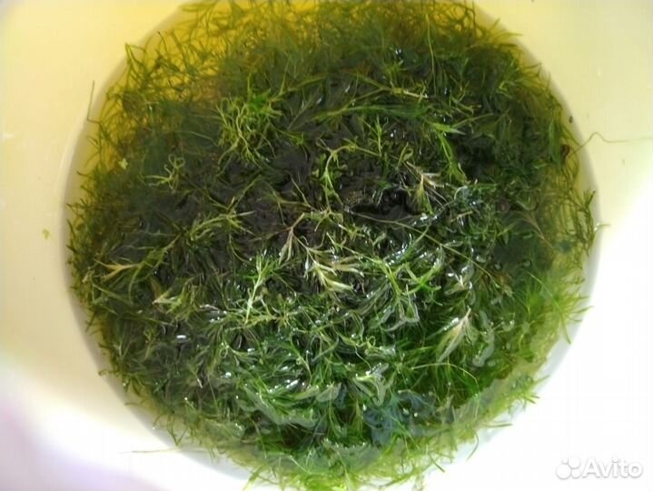 Аквариумные растения прополка