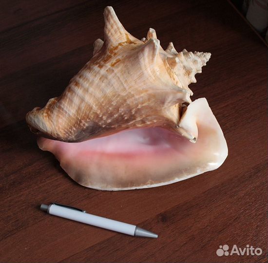 Ракушка морская огромная