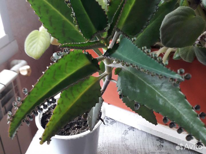 Каланхоэ лечебное