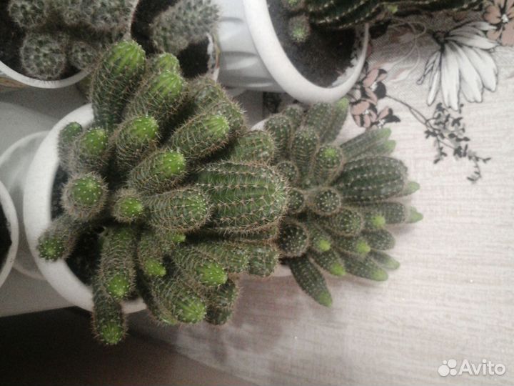 Кактус