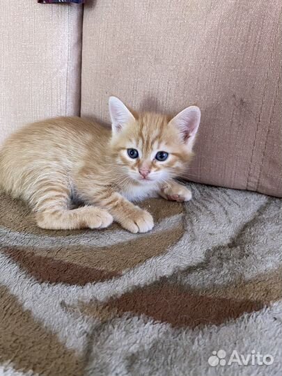 Рыжий котенок