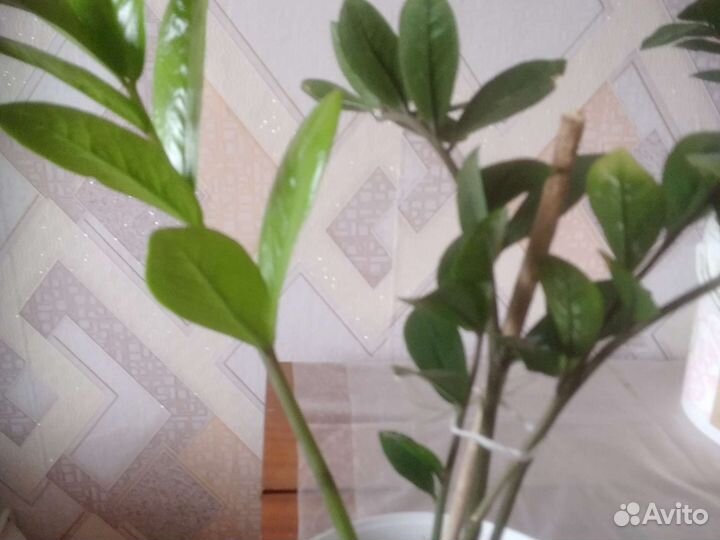 Зомиокулькас