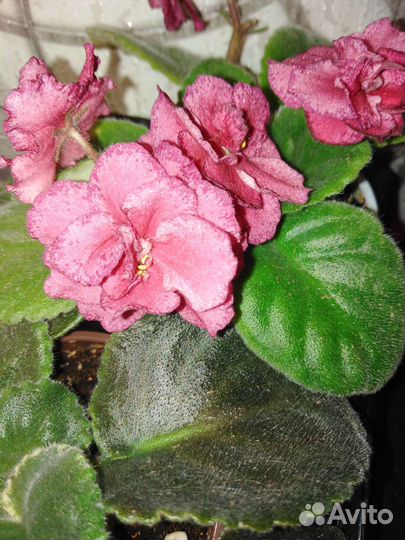 Укорененные листья фиалок