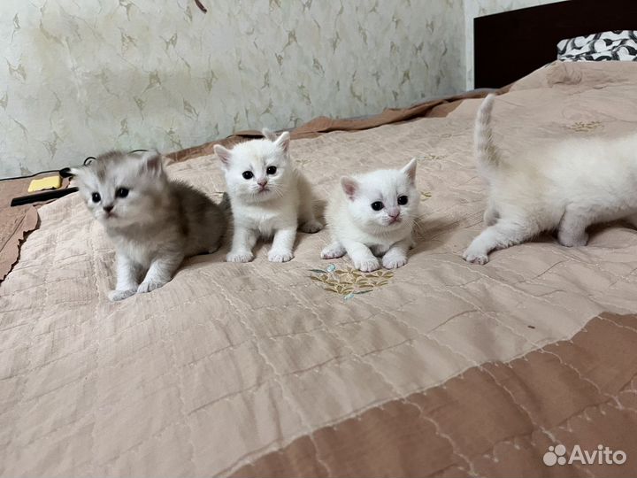 Плюшевые котята шотландская шиншилла