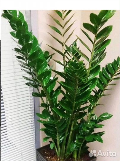 Замиокулькас (долларовое дерево )