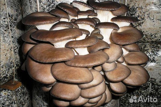 Выращивание вёшенки (семена)