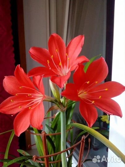 Хойя, Валотта