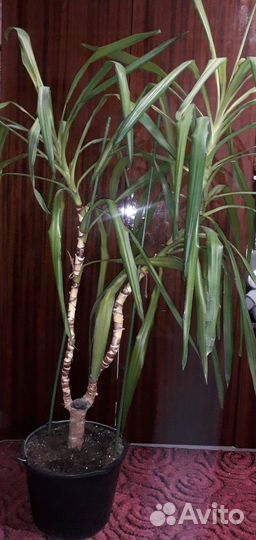 Пальма юкка 1.6м