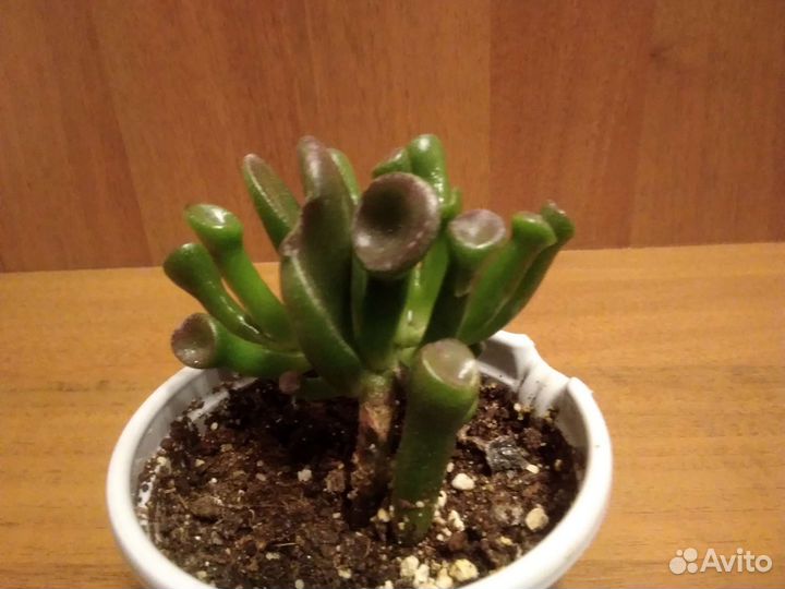 Толстянка/крассула Хоббит