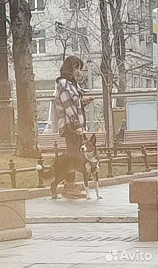 Услуги кинолога