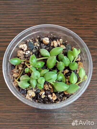 Крестовник Роули