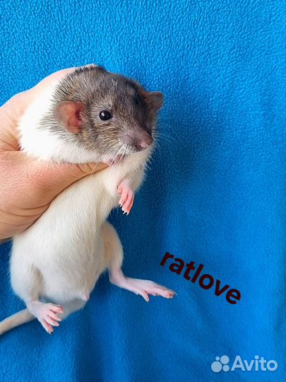 Крысята дамбо мальчики