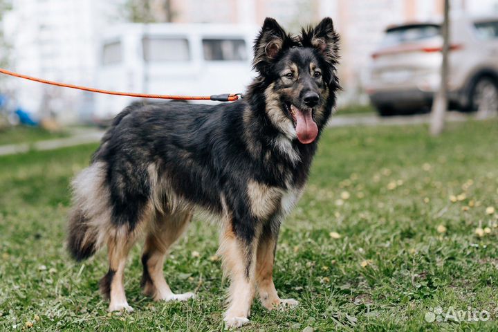 Собака Ролекс в хорошую семью