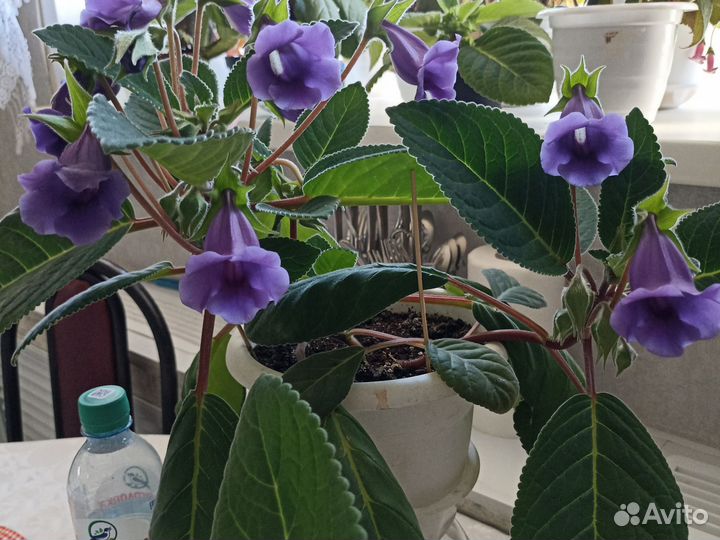 Глоксиния фиолетовая