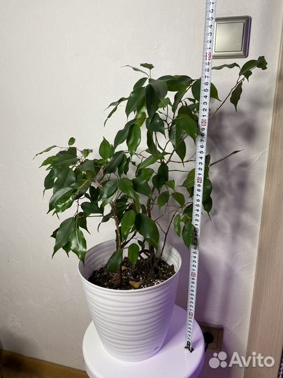 Фикусы бенджамина