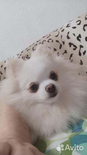 Две взрослых шоколадных чишки и белая помераночка