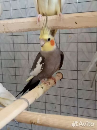 Попугай корелла, волнистые, Неразлчник, какарики