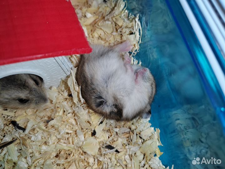 Джунгарский хомяк