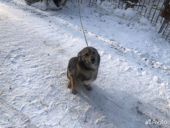 Очень классный пес