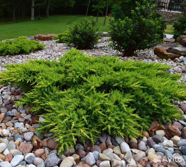 Можжевельник Грин карпет и др
