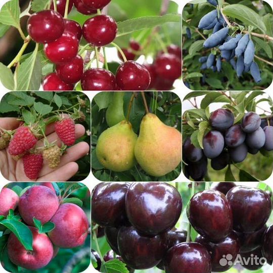 Плодовые деревья и кустарники