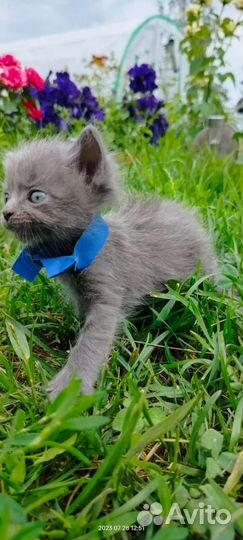 Котята в добрые руки бесплатно