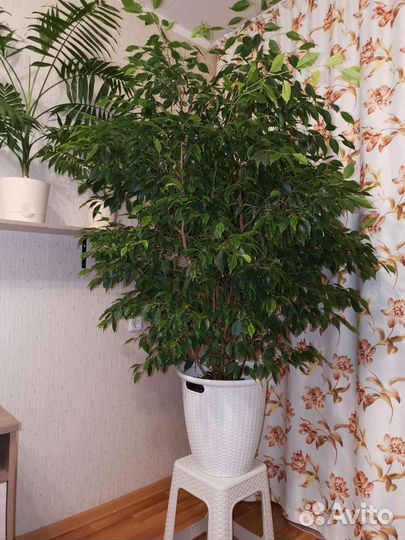 Фикус Бенджамина