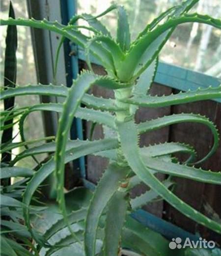 Алоэ лекарственное