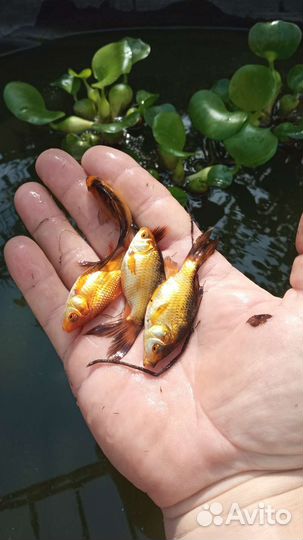 Рыба для аквариума
