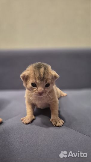 Абиссинские котята