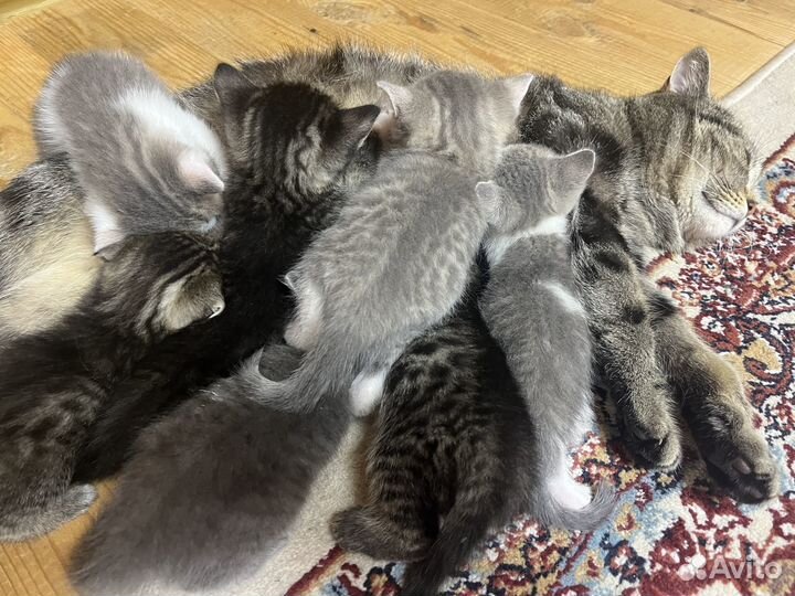 Шотландские котята