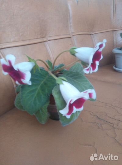 Глоксиния махровая