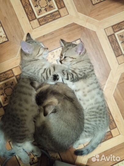 Британские котята