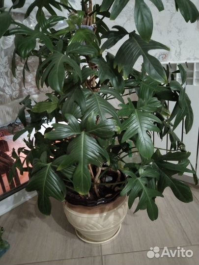 Комнатные большие цветы в горшках для дома и офиса