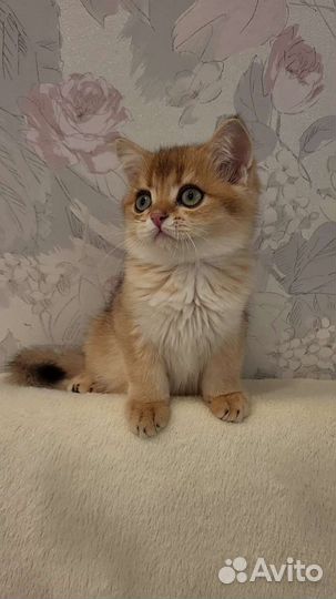 Шотландский малыш