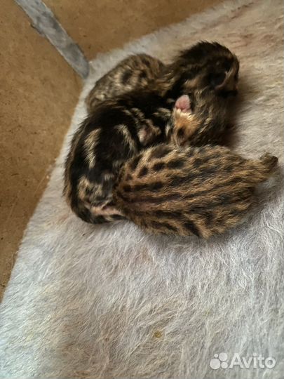 Бенгальские котята