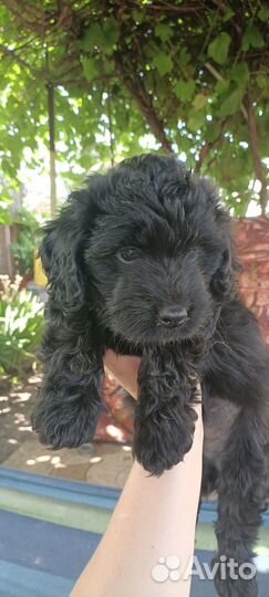 Продаются щенята