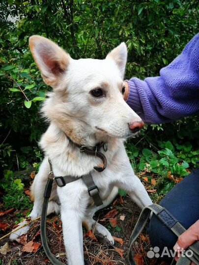 Собака в добрые руки