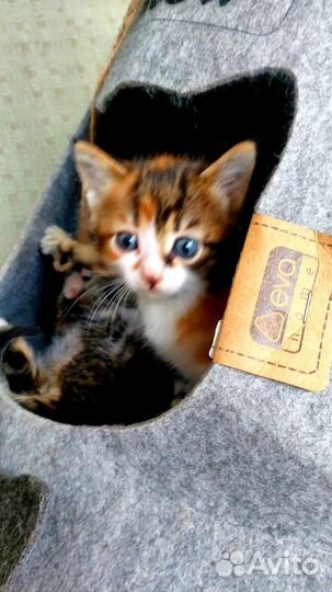 Кошка в дар