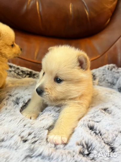 Шикарные девочки Шипперке