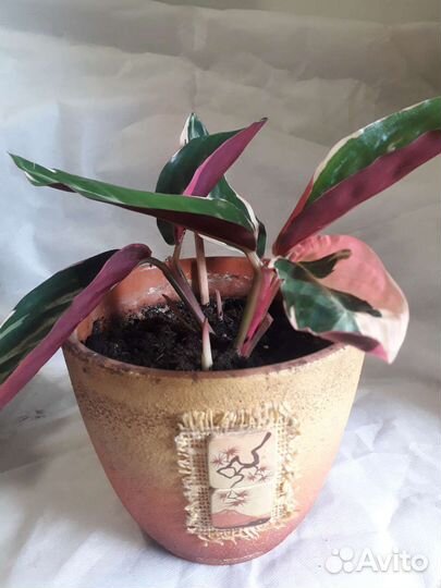 Цветы, Марата,сингониум