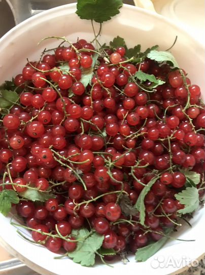 Вишня, крыжовник, красная смородина