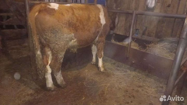 Быки герефорды